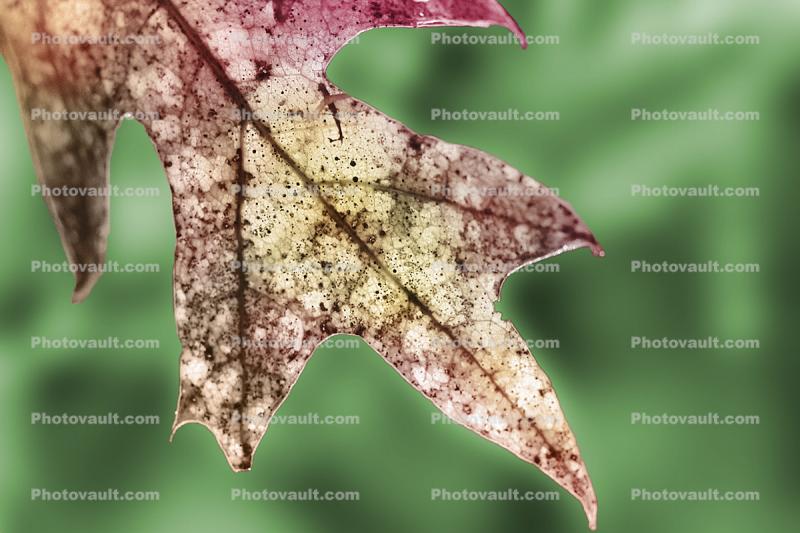 Leaf in a Forest, decay, decaying, decomposition, close-up