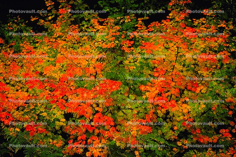 Oregon in the fall, autumn