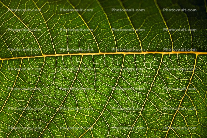 fractal viens, close-up of Leaf texture