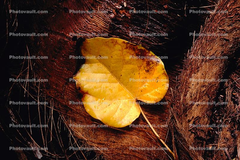 Leaf in a Forest, decay, decaying, decomposition