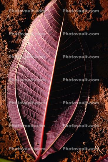 Close-up of a Leaf, veins
