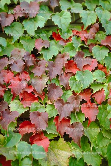 Ivy Wall, fall colors, Autumn, Colorful, Beautiful, Exterior, Outdoors, Outside
