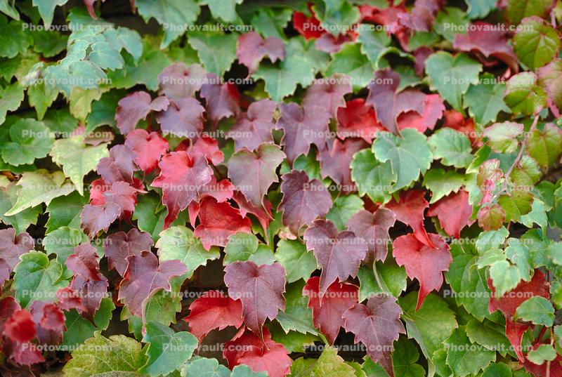 Ivy Wall, fall colors, Autumn, Colorful, Beautiful, Exterior, Outdoors, Outside