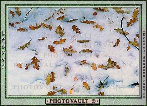 Decaying Leaves, decay, leaf, decomposing, snow
