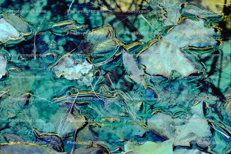 Decaying Leaves, decay, leaf, water, decomposing