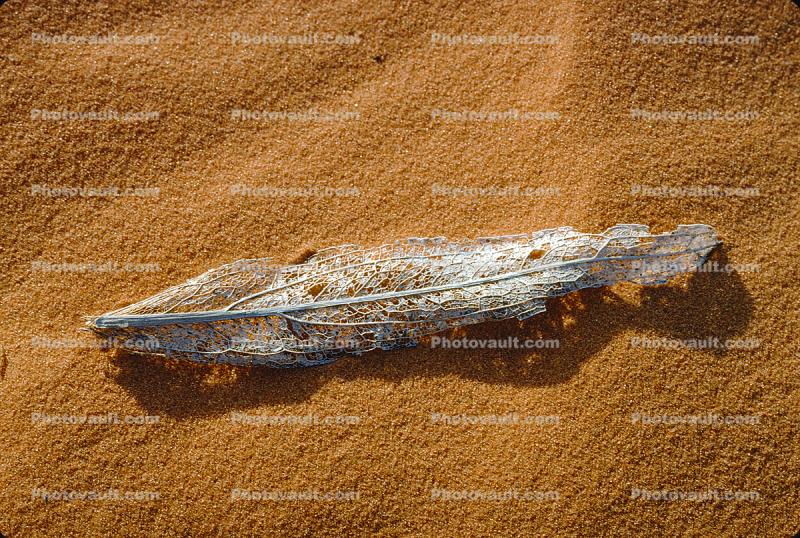 Decaying Leaf, Sand Dune, decay, leaves, decomposing