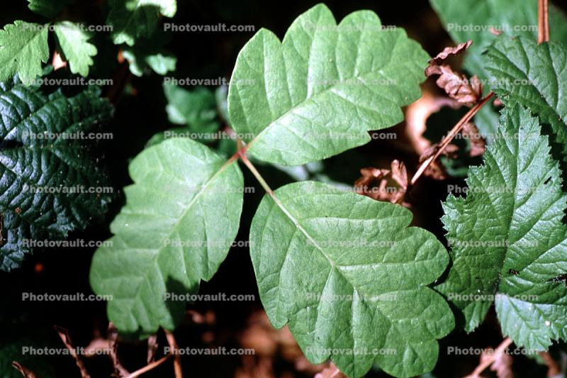 Poison Oak, Leaf