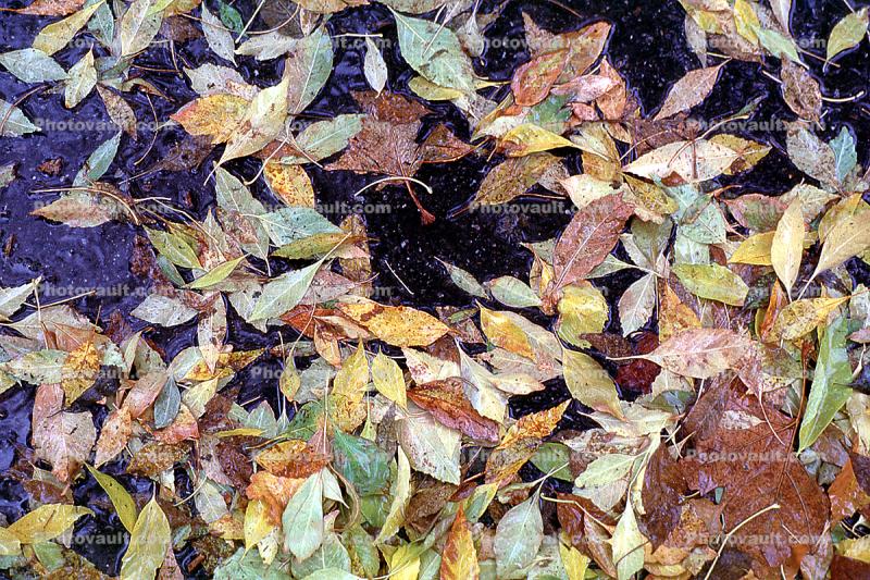 Fallen Leaf, decay, decaying, decomposition