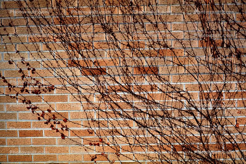 Ivy, Brick Wall