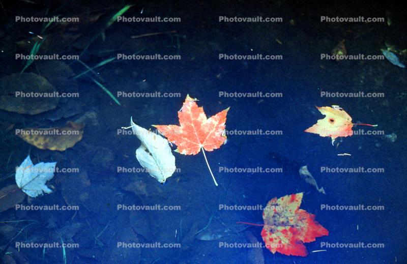 Fall Colors, Maple Leafs, Water, decay, decaying, decomposition, autumn