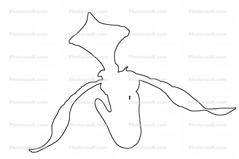 Lady Slipper line drawing, outline, shape