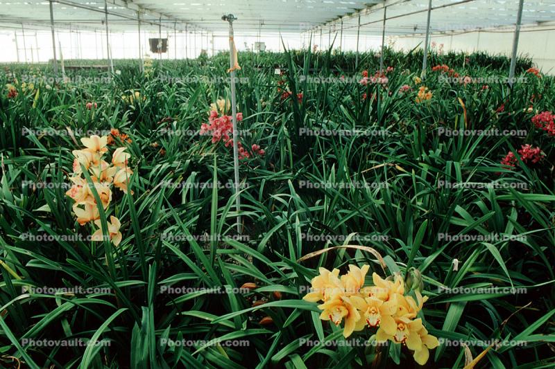 Greenhouse for Orchids