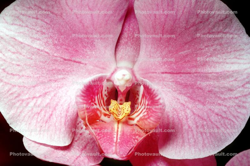 Doritaenopsis Taisuco Plum, Erotic Flower, Sensuous, Sensual
