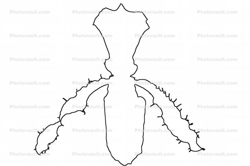 outline, Orchid line drawing, shape