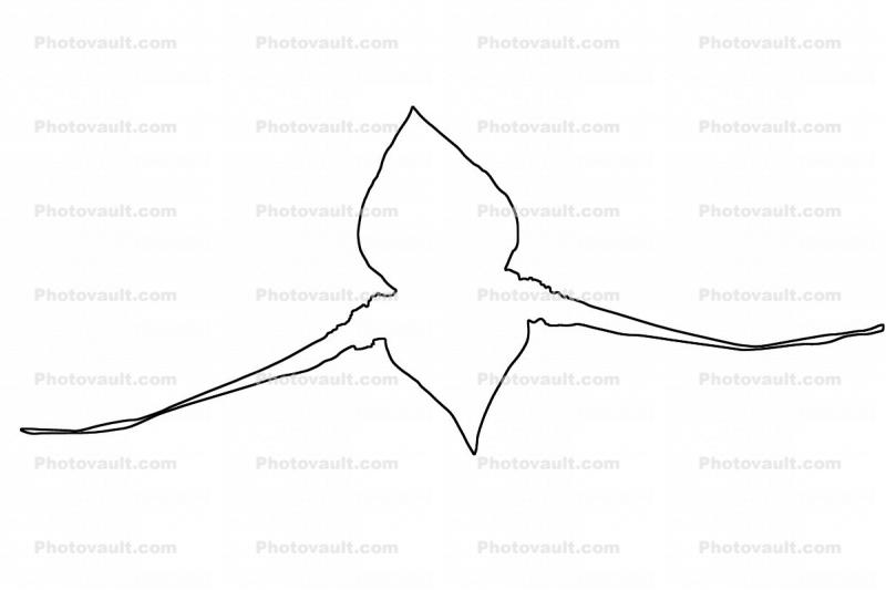 outline, Orchid line drawing, shape
