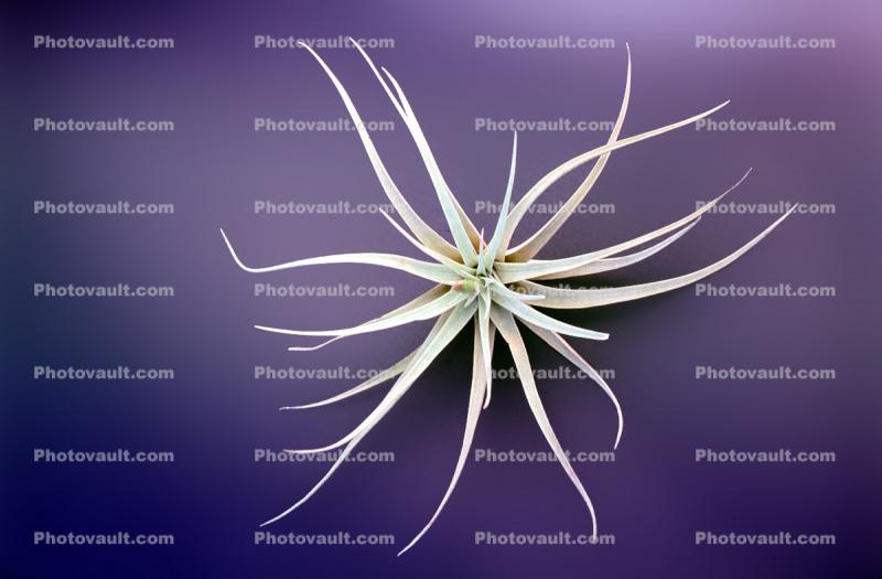 Air Plant, Airplant, Airplants, Epiphyte, Tillandsia