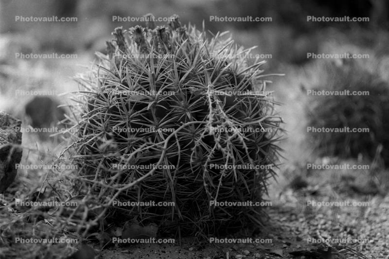 Barrel Cactus, Arizona Desert