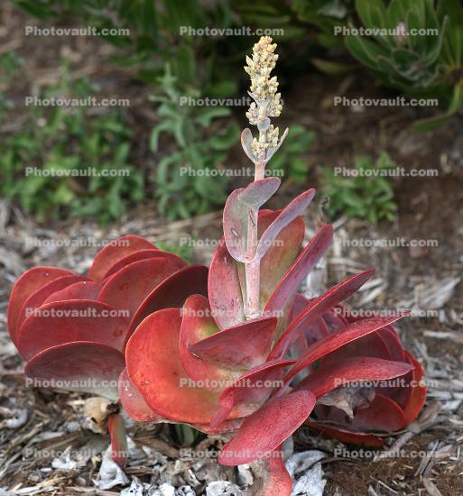 Paddle Plant, (Kalanchoe thyrsiflora), Saxifragales