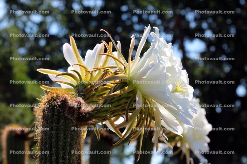 Cactus Flower in glorious bloom, Esparto, California