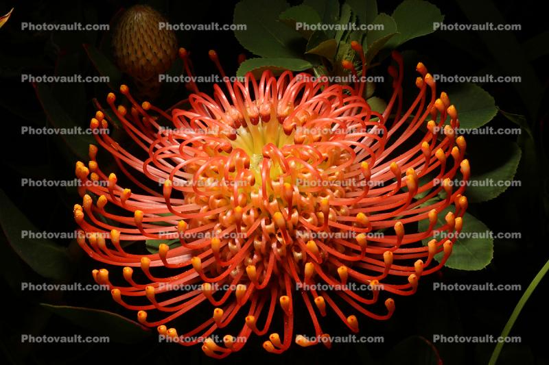 Protea Flower, Proteales, Proteaceae, Proteoideae