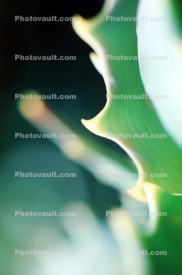 Aloe, Xerophytic Plant