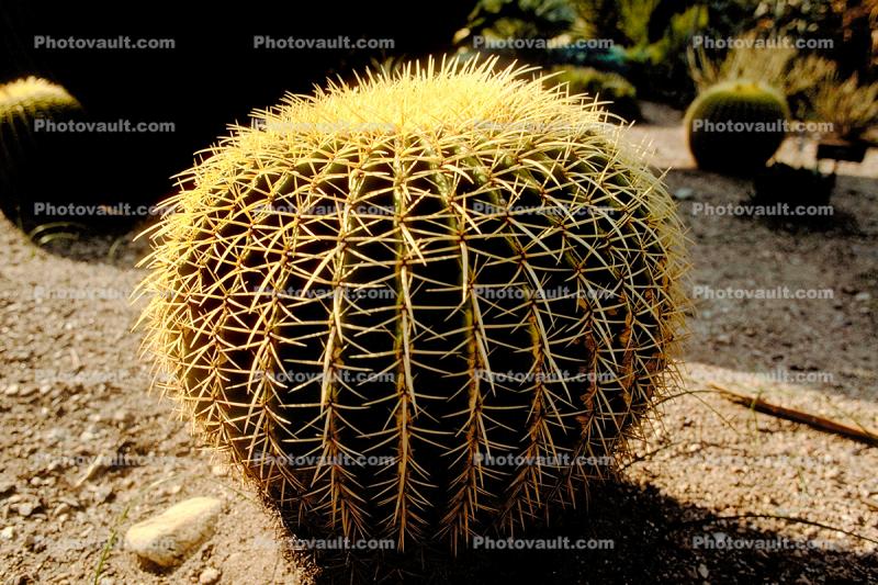 prickly, spikes