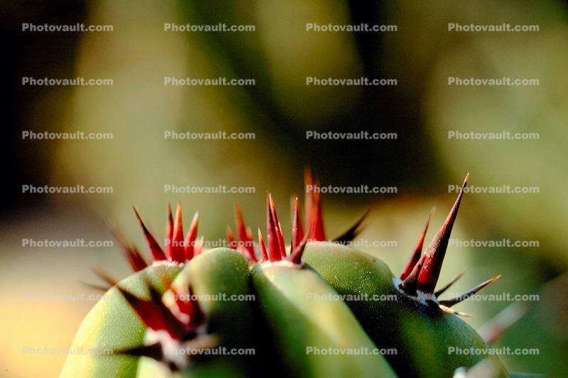 Spikes, Thorns, Spikey, prickly