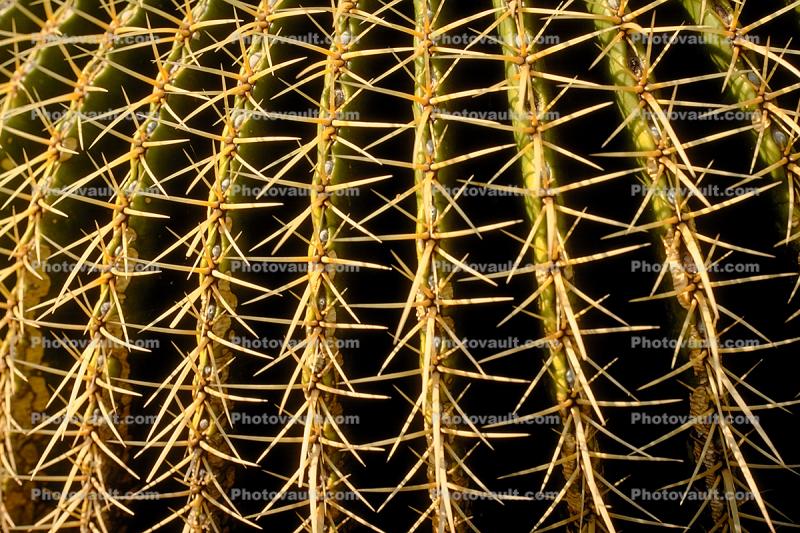 Spikes, Thorns, Spikey, Barrel Cactus, prickly