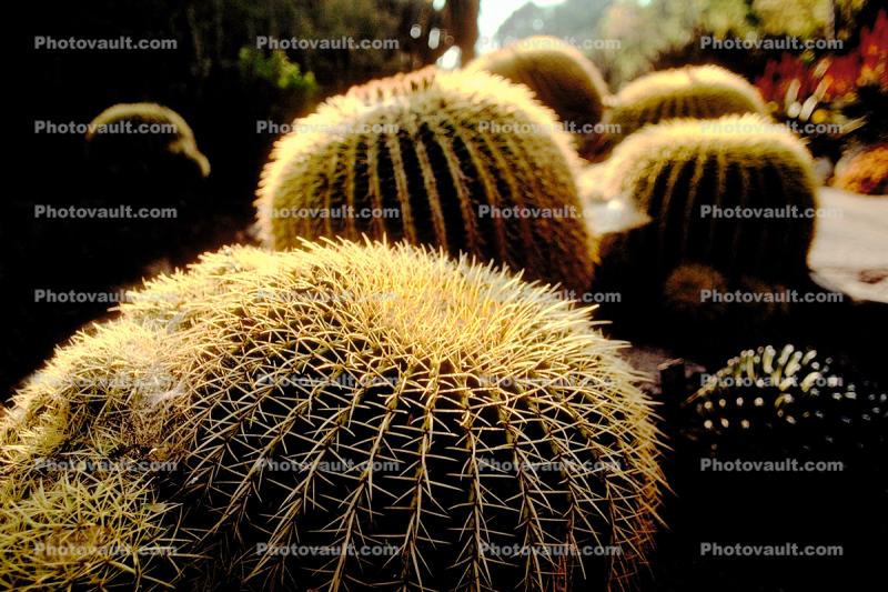 Barrel Cactus, prickly, spikes