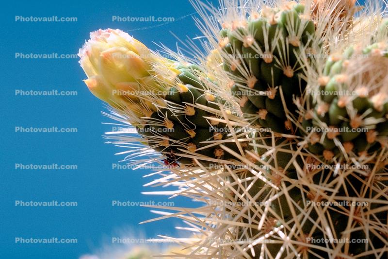 Cactus Flower, prickly, spikes