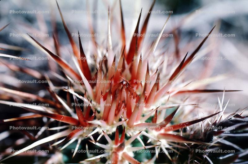 Prickly Spikey essence, Cactus Spines