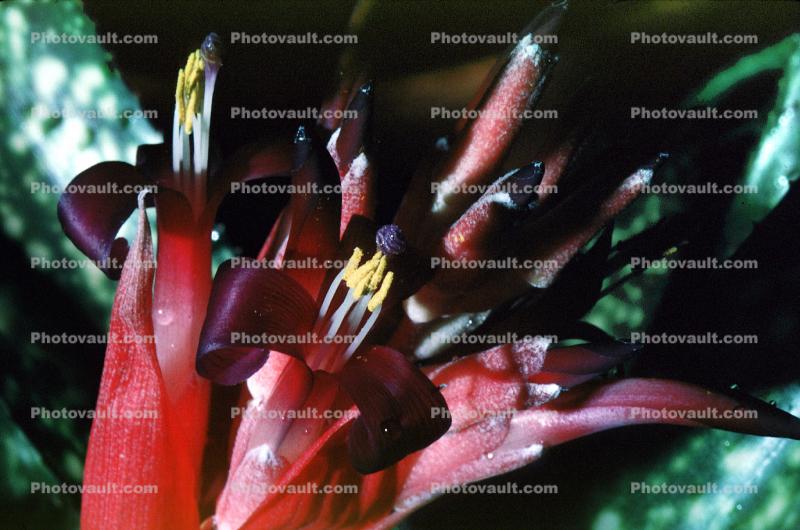Bromeliad, Flower, Poales, Bromeliaceae