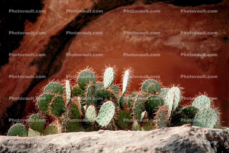Suapi, Arizona, spines, spikes