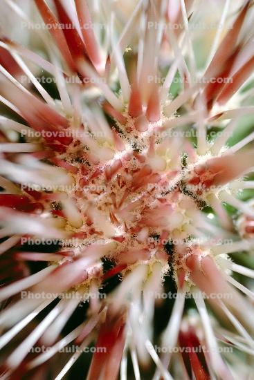Prickly Spikey essence, Cactus Spines, spines, spikes