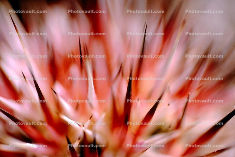 Cactus Spines, prickly point