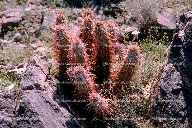 Cactus Spines, prickly point