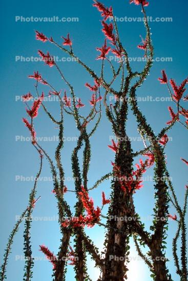 Ocotillo Cactus, (Fonquieria splendens), Joshua Tree National Monument