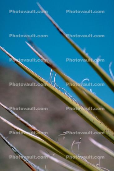 Yucca Plant, Monocot, Asparagales, Asparagaceae, Agavoideae