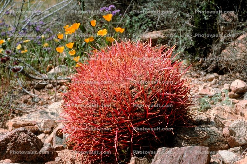 Barrel Cactus, Joshua Tree National Monument
