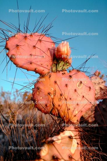 Cactus Spines, prickly point, spike
