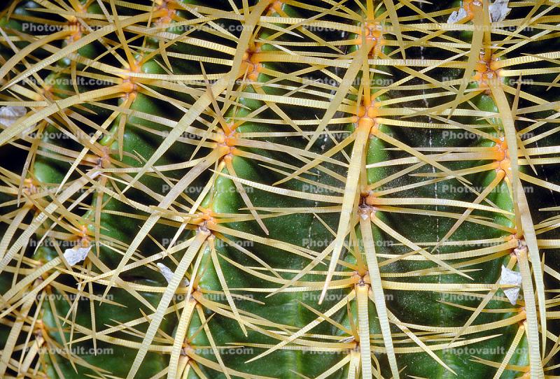 Barrel Cactus, Cactus Spines, Prickly Spikey essence
