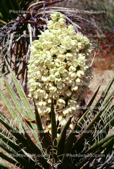 Yucca Plant flower, Monocot, Asparagales, Asparagaceae, Agavoideae, Yucca Plant