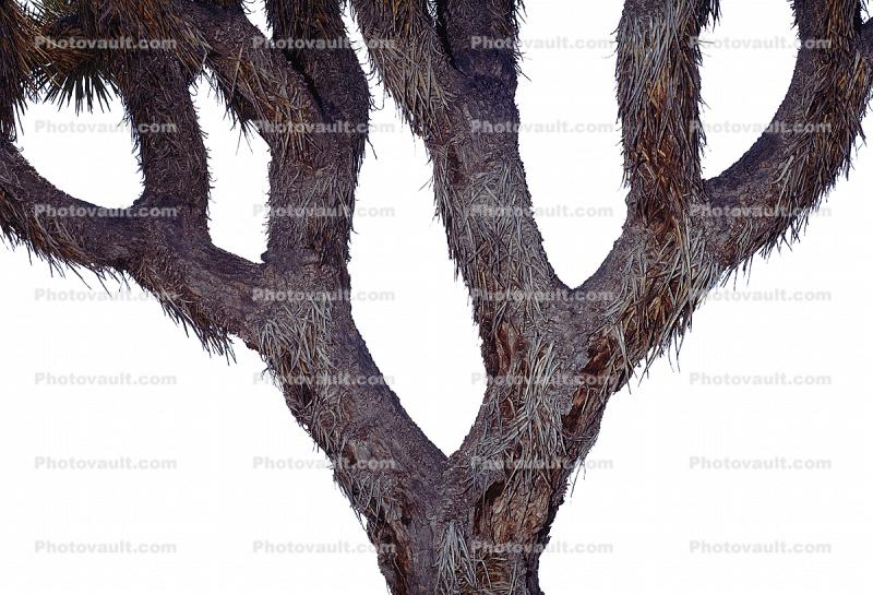 Joshua Tree, photo-object, object, cut-out, cutout