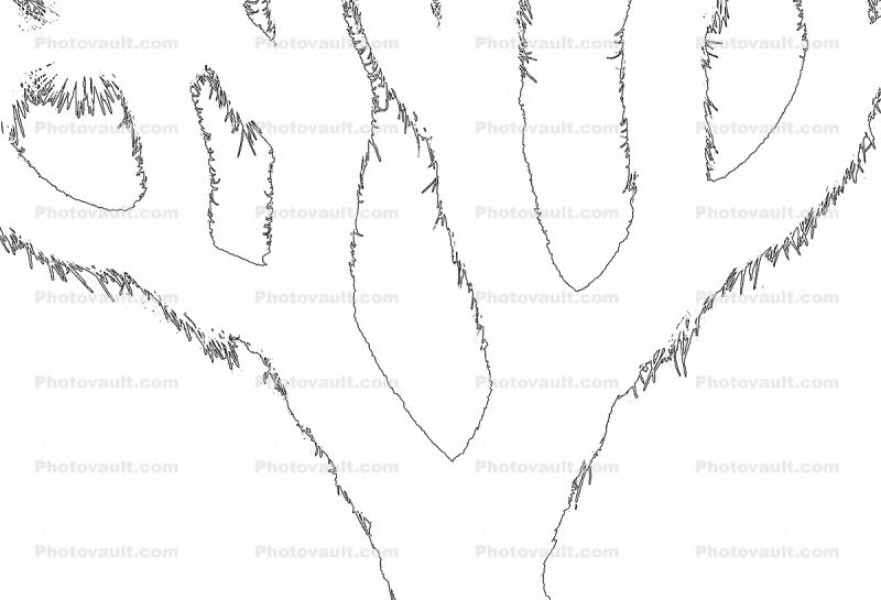 Joshua Tree outline, line drawing, shape