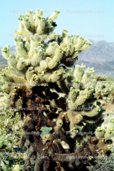 Cholla Cactus, Cylindropuntia
