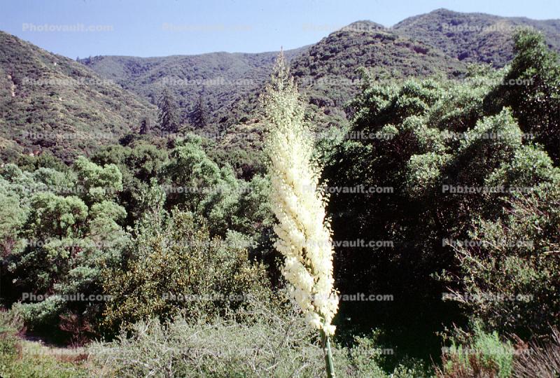 Yucca Plants, flowers, flowering, Monocot, Asparagales, Asparagaceae, Agavoideae, Yucca Plant