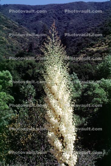 flowers, flowering, Monocot, Asparagales, Asparagaceae, Agavoideae, Yucca Plant