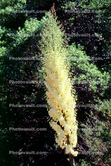 Yucca Plant, flowering, Monocot, Asparagales, Asparagaceae, Agavoideae, flower