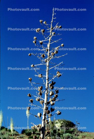Yucca Plants, flowers, flowering, Monocot, Asparagales, Asparagaceae, Agavoideae, Yucca Plant