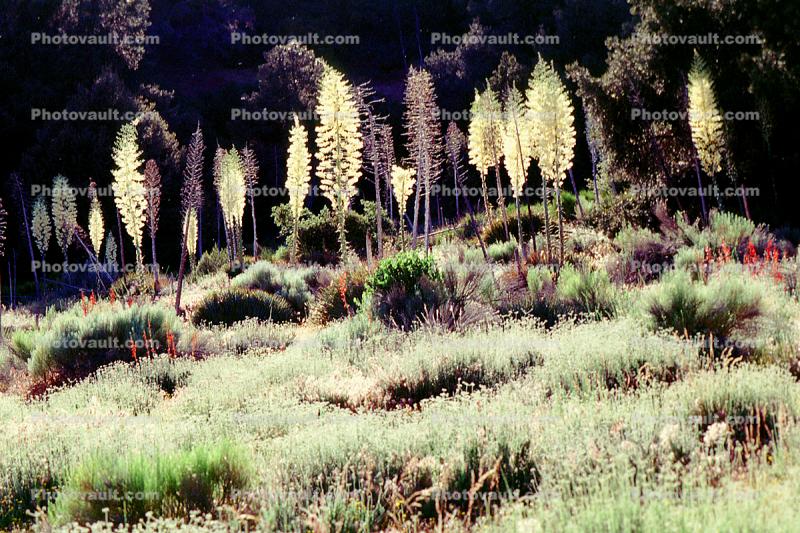 Yucca Plants, flowers, flowering, Monocot, Asparagales, Asparagaceae, Agavoideae